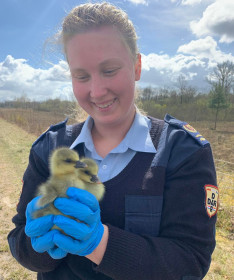 Stichting Dutch Animal Rescue - D.A.R. Dierenambulance